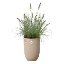 sereh hoog 30cm koele klei
